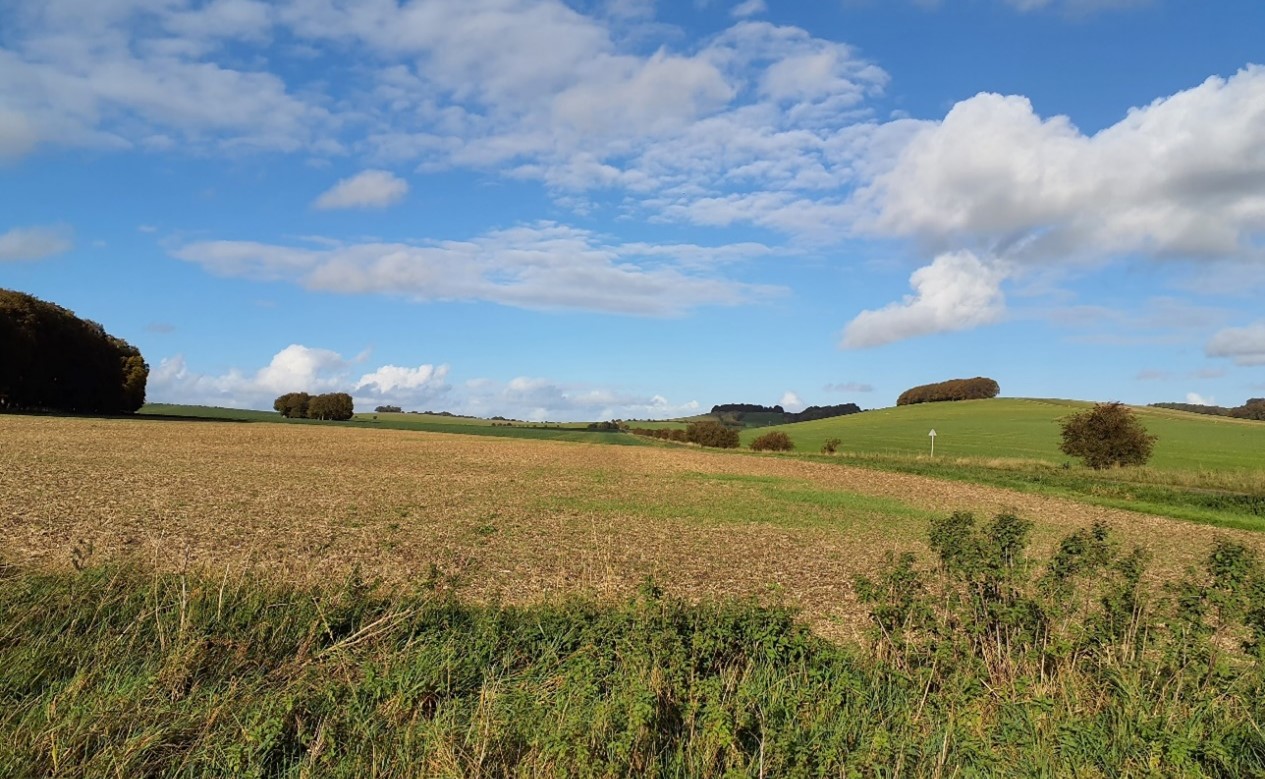 Large-scale arable fields on undulating chalk downland at Westcot Down
