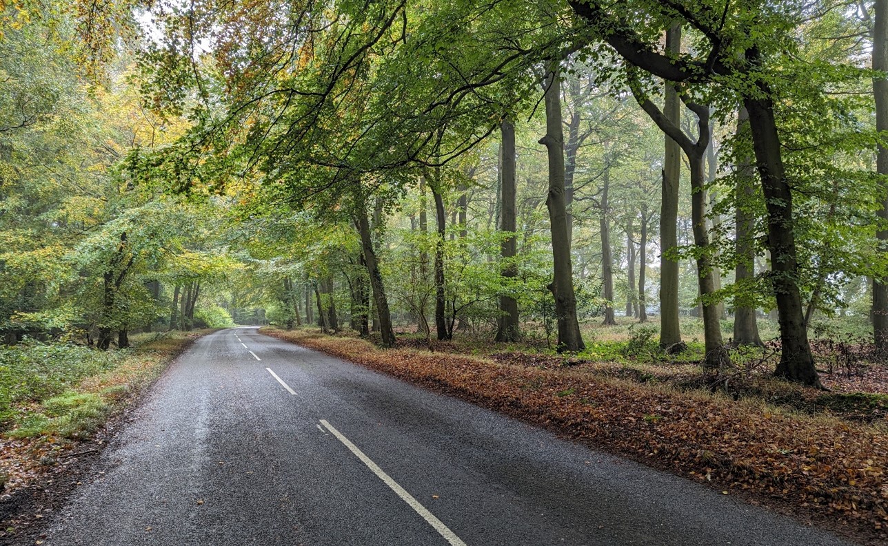 Beech woodlands provide enclosure (near Stoke Row)