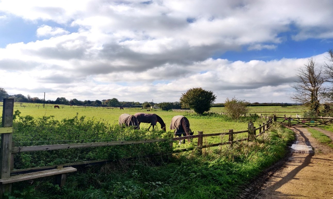 Fields subdivided into paddocks for horse grazing on the edge of Little Coxwell