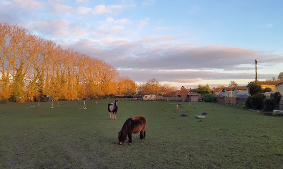 Horse grazing on Harwell’s settlement edge