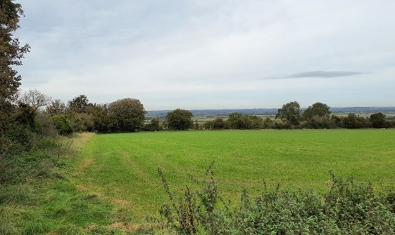 Hedgerows foreground views south from the Oxfordshire Way