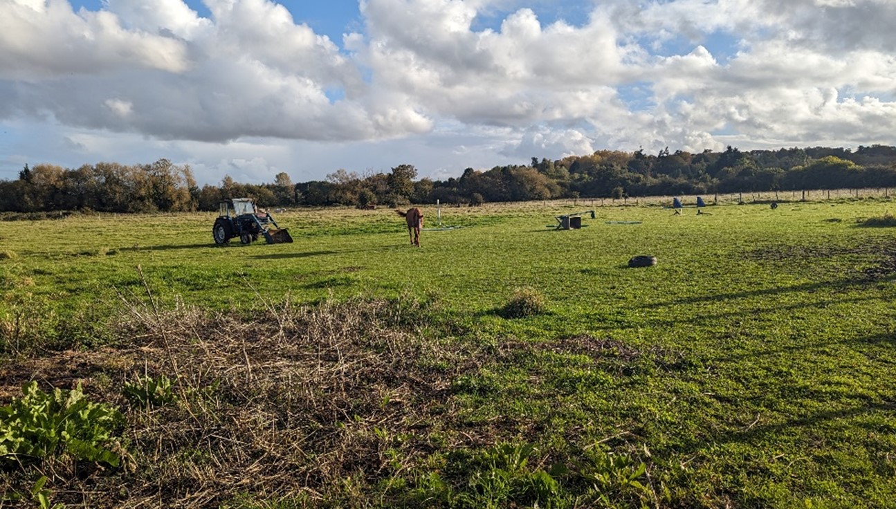 Pasture fields in use for horse grazing at South Hinksey, with the well-wooded A34 behind