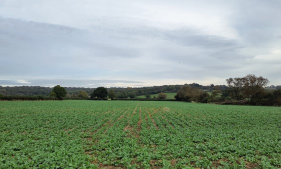 Arable fields transected by hedgerows and mature trees, Brasenose Wood in the distance
