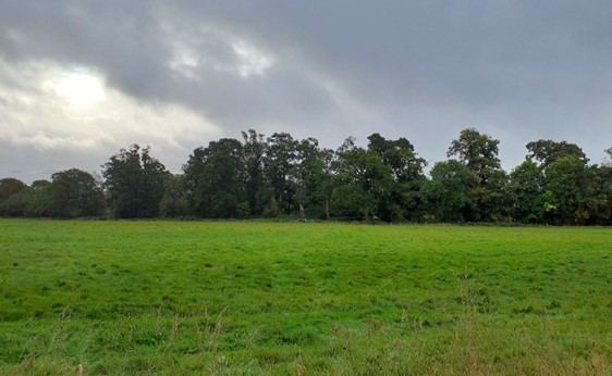 Pasture fields bordered by mature trees (near Nuneham Courtenay)
