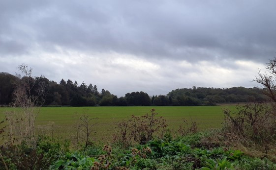 Large-scale arable agriculture foregrounds views to Bluebell Wood