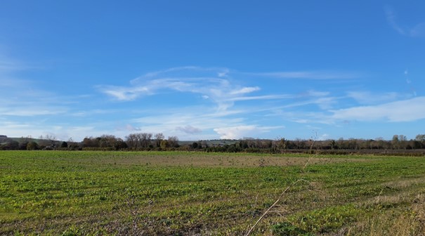 Large-scale arable with views to chalk scarp restricted by mature hedgerow trees (near Aston Upthorpe)