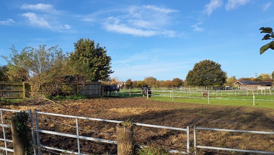 Horses and horsetape near settlement at East Hagbourne