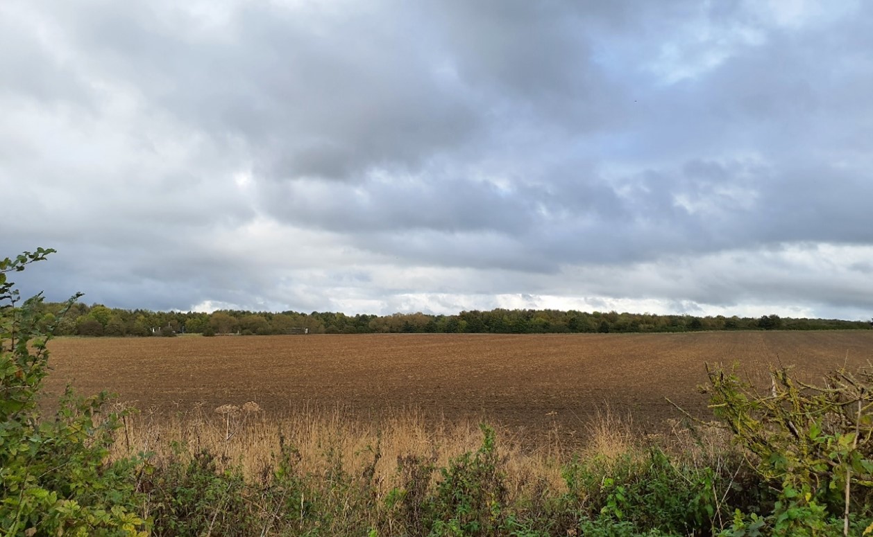 Large-scale arable field backgrounded by woodland (Sworford Lane)
