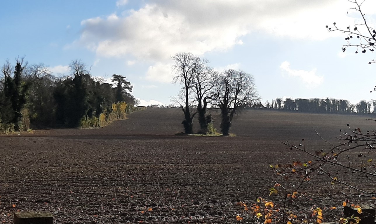 Arable fields with occasional in-field trees and tree clumps (near Crowmarsh)