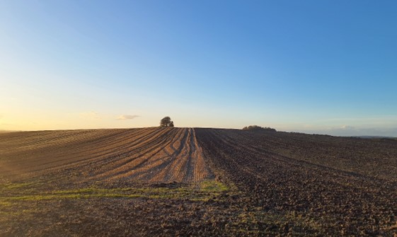 Large-scale arable agriculture in the east