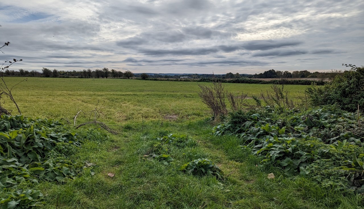 Low-lying, flat pasture field with varied hedgerows south of Thame