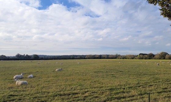 Sheep grazing in field bounded by mature trees and hedgerows near Danes Brook