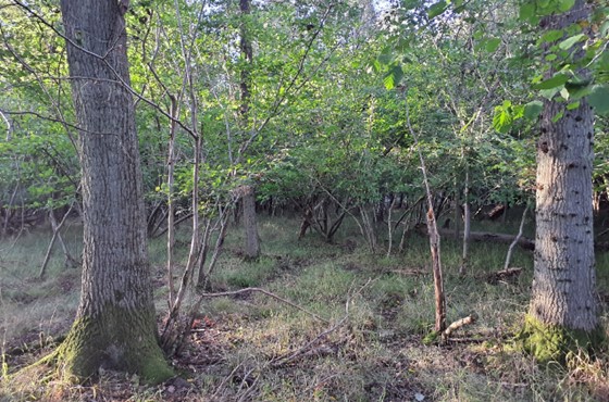 Ancient Woodland at Waterperry Wood, designated SSSI