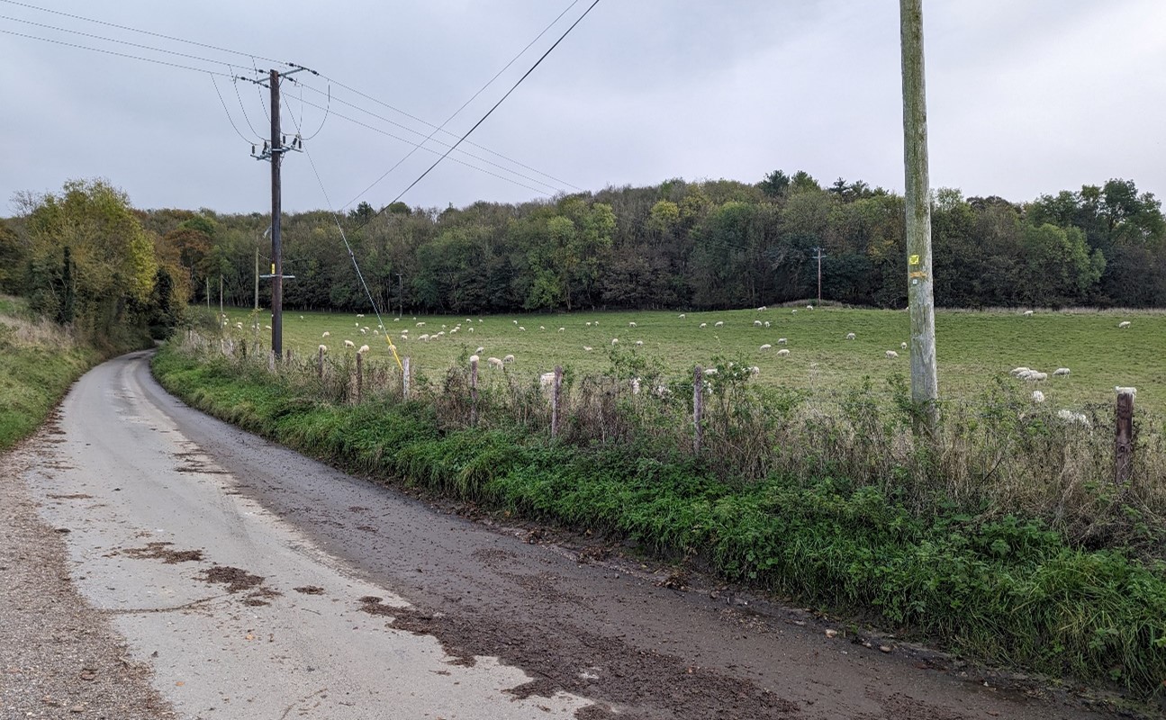 Grazing sheep on the floodplain at Mapledurham