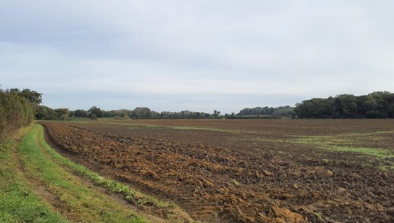 Woodland blocks provide some visual containment within the arable landscape (near Sescut Farm)