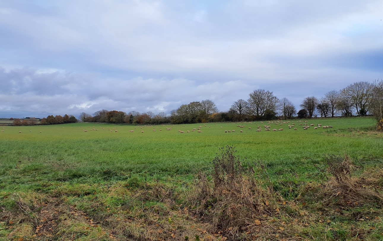 Sheep-grazed pastures on the lower slopes of the vale edge (south of Longworth)