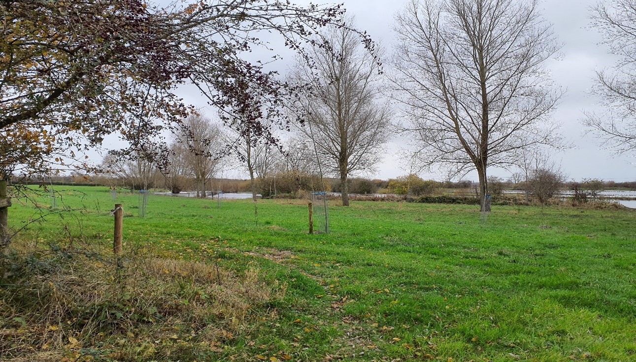 The River Thames near Bablock Hythe, with new tree planting on the floodplain