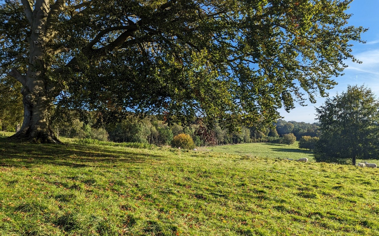 Woodlands interspersed with grazing pasture (The Rectory)