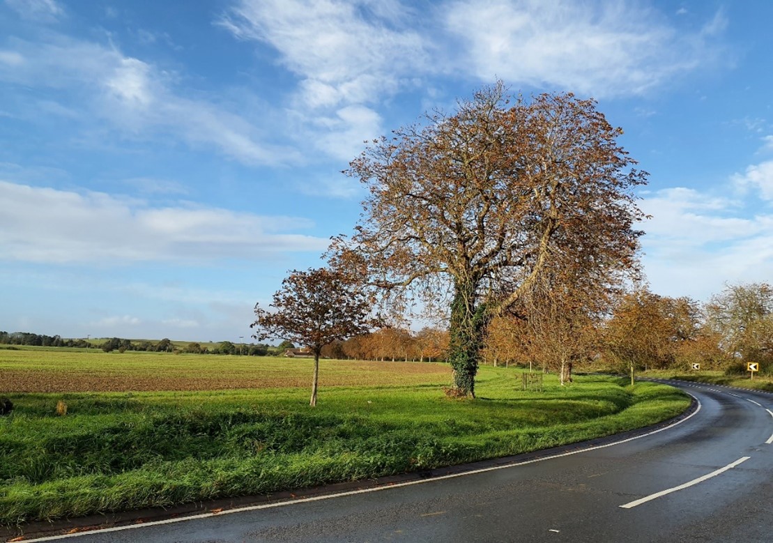 Mature trees lining the A419 are a locally distinctive feature