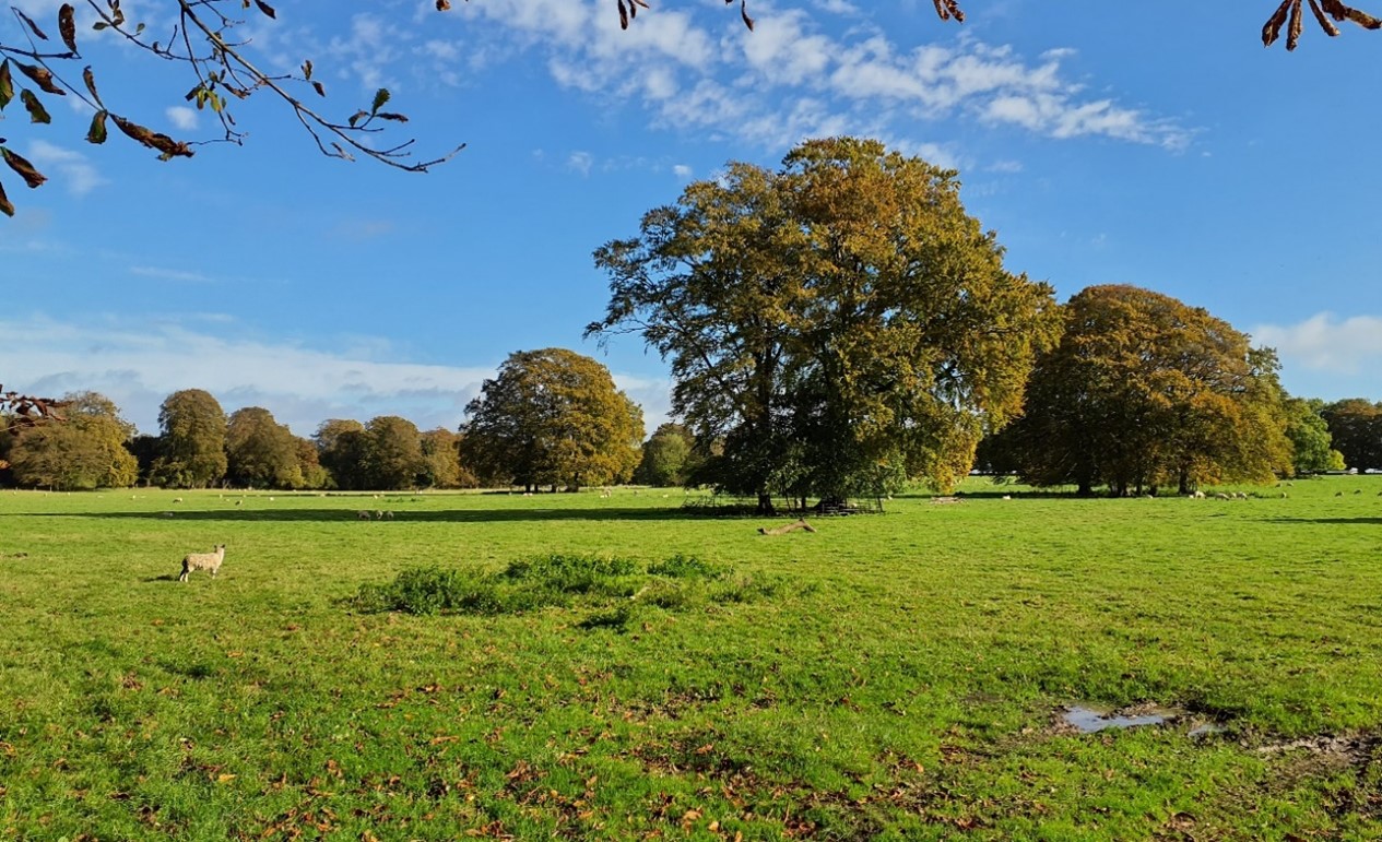 Parkland associated with Hendred Estate at the foot of the scarp slope (south of East Hendred)