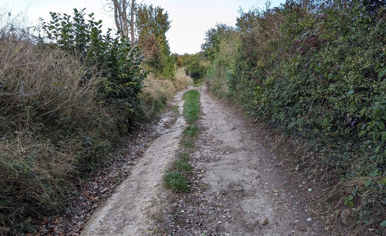 Tall Hedgerow lined sunken lane (Warren Hill)
