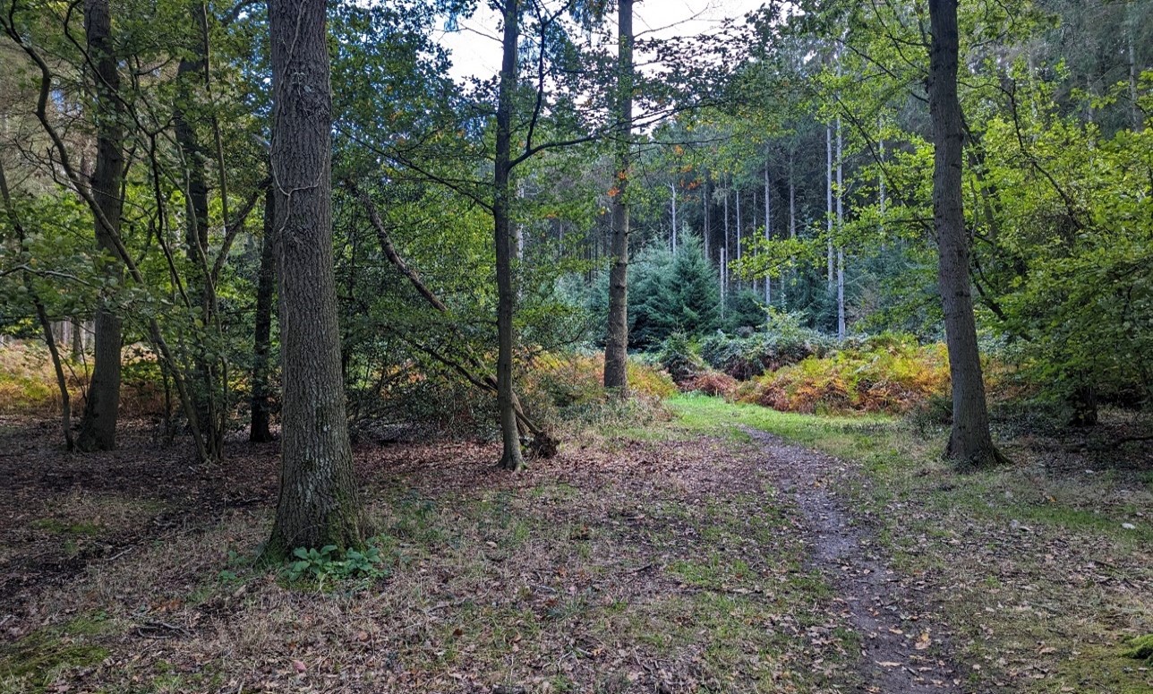Ancient Woodland provides recreational opportunitites (Woodcraft Wood)