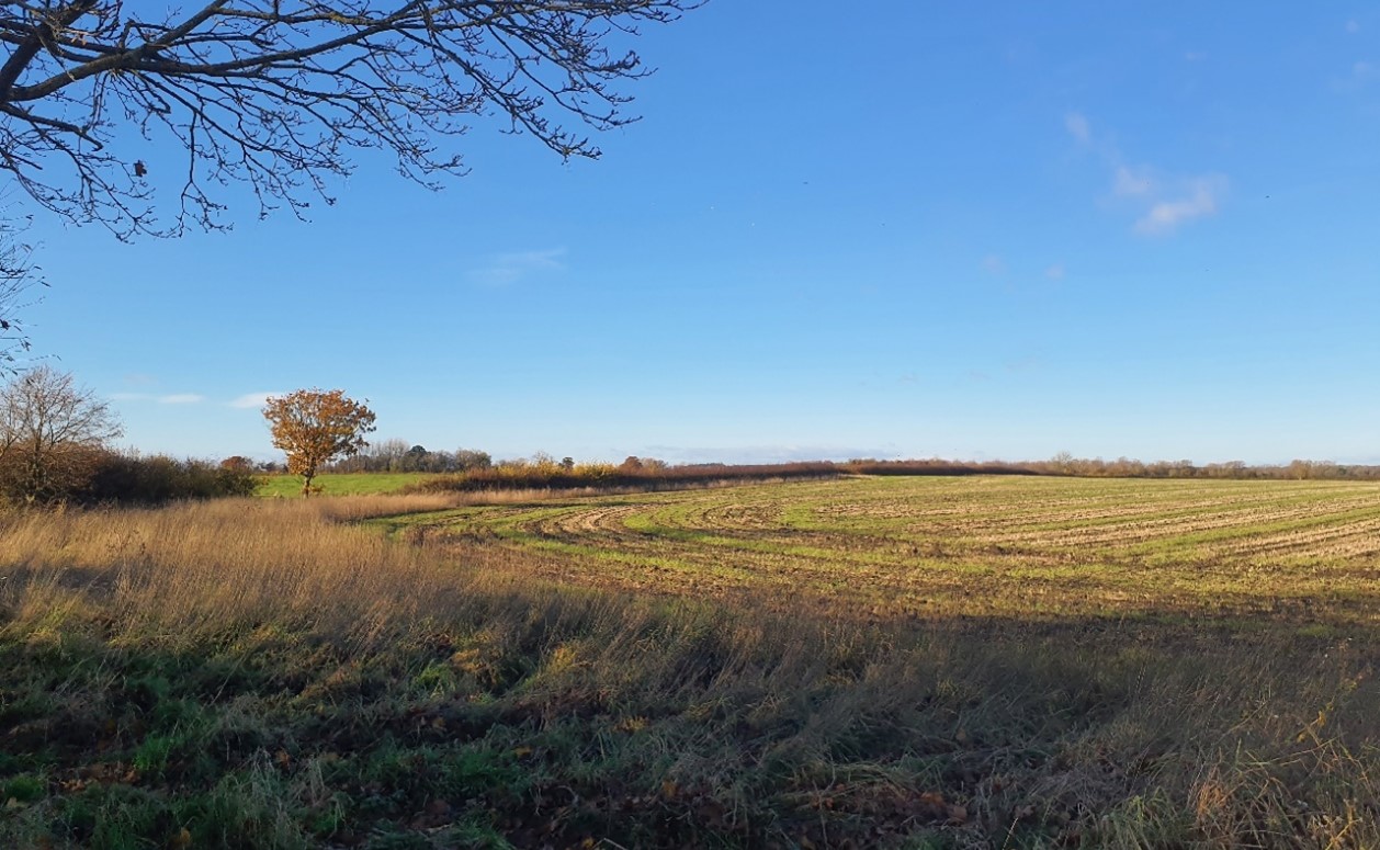 Large-scale arable field bounded by hedgerows and occasional mature trees (near Goosey)