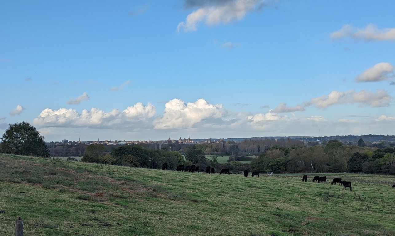 Grazing cattle and views towards the dreaming spires of Oxford at Hinksey Heights