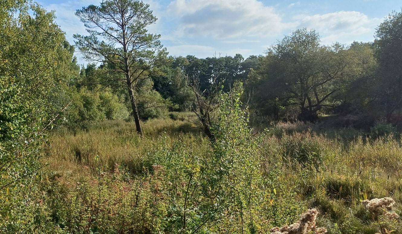 Fen and woodland habitat at Dry Sandford Pit Nature Reserve