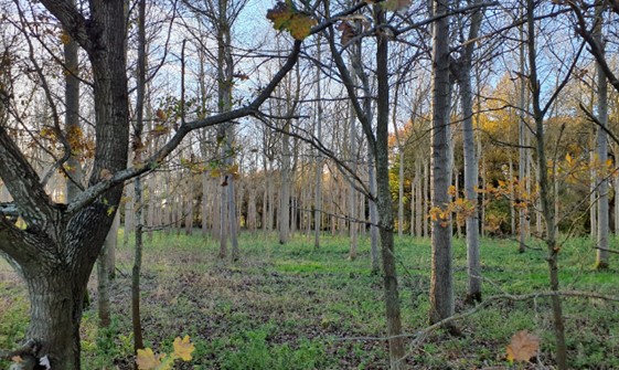 Deciduous woodland at Lain’s Row