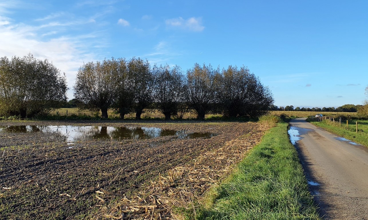 Watercourses are often lined by willow trees (near Compton Beauchamp)