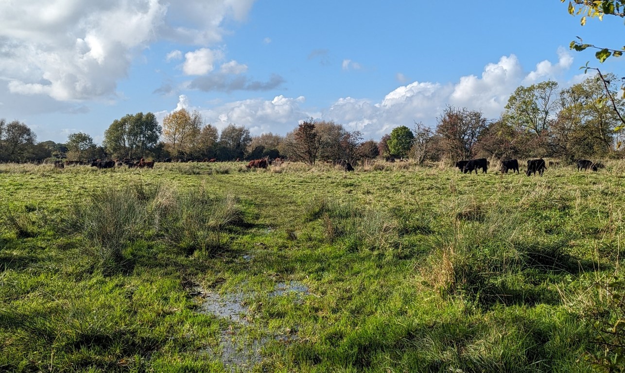 Grazing cattle on the floodplain near Wytham