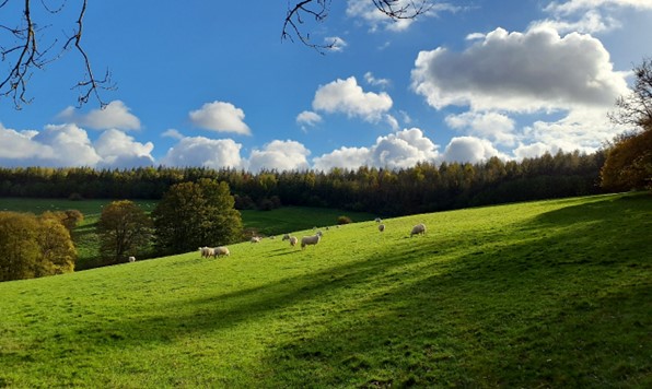 Grazing pasture on steeper slopes (Moulsford Downs)