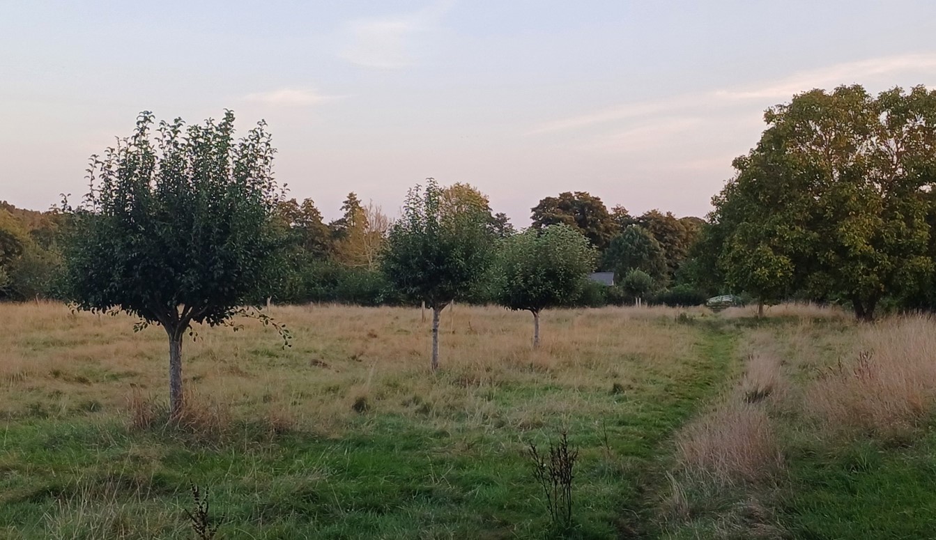 Paddocks on the eastern edge of Appleton, contained by woodland at New Copse