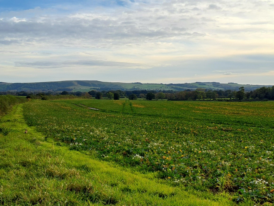 View south towards the chalk escarpment of the North Wessex Downs (near Fernham)