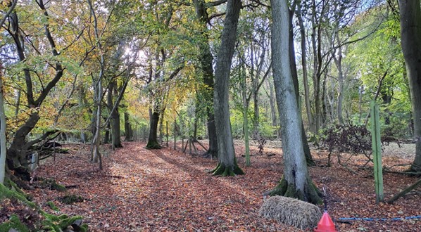 Woods in the south-east which cloak the slopes (Unhill Woods)
