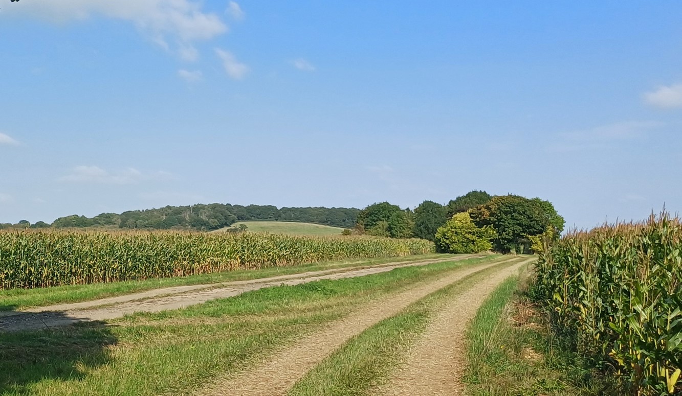 Farmland south of Cumnor with the wooded Hurst Hill forming a backdrop