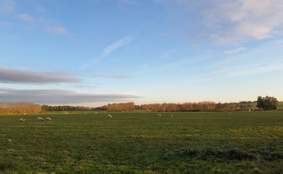 Sheep grazing across plateau land east of Harwell