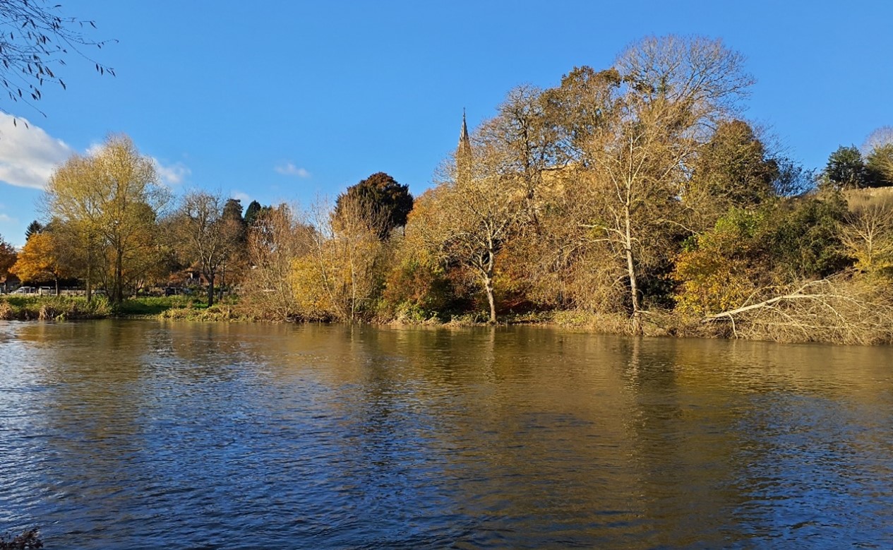 Church spire of St Michael’s & All Angels Church visible above riparian vegetation on the River Thames