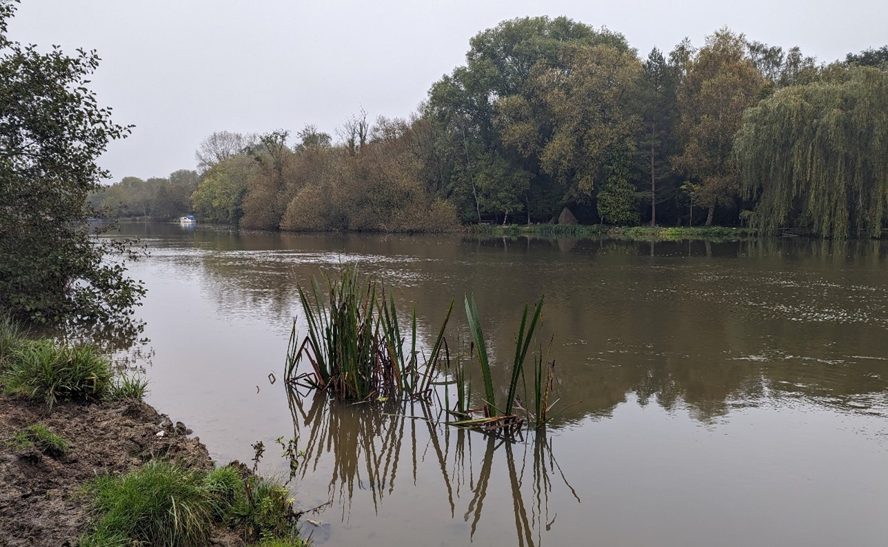 River Thames with strong riparian vegetation, near Rose Isle