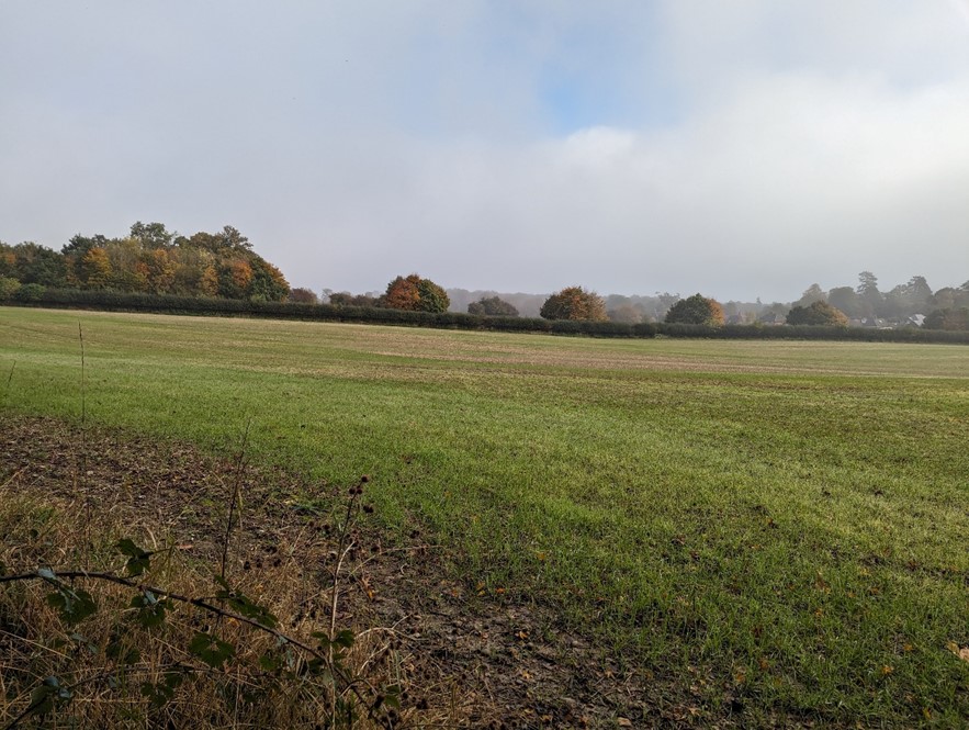 Pasture fields with woodlands in the background