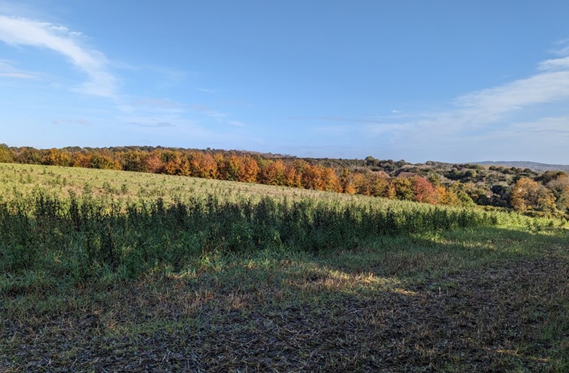 Arable field with views across woodland