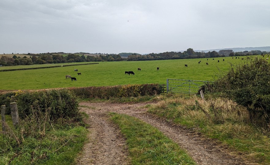 LCA 9F: Grazing cattle, backdropped by the Chiltern Hills