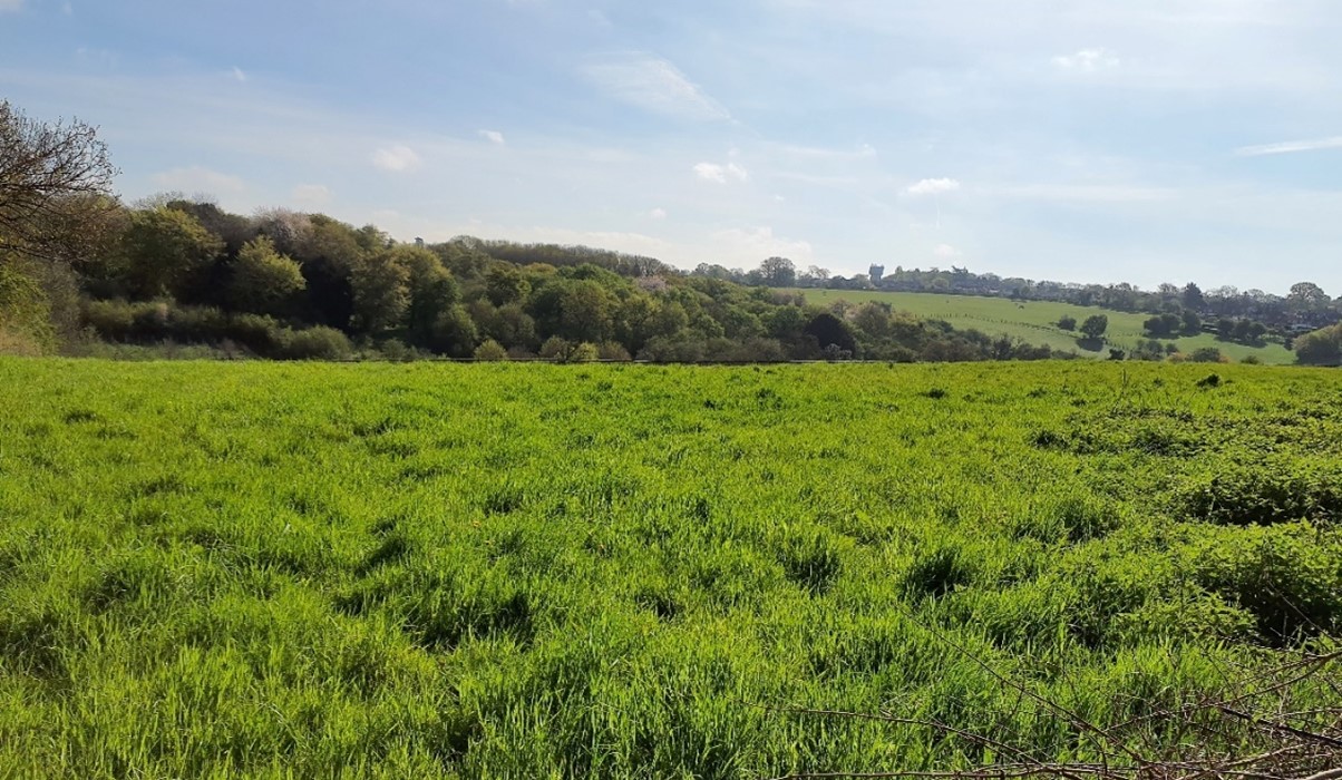 Sloping grassland with mature woodland forming a backdrop
