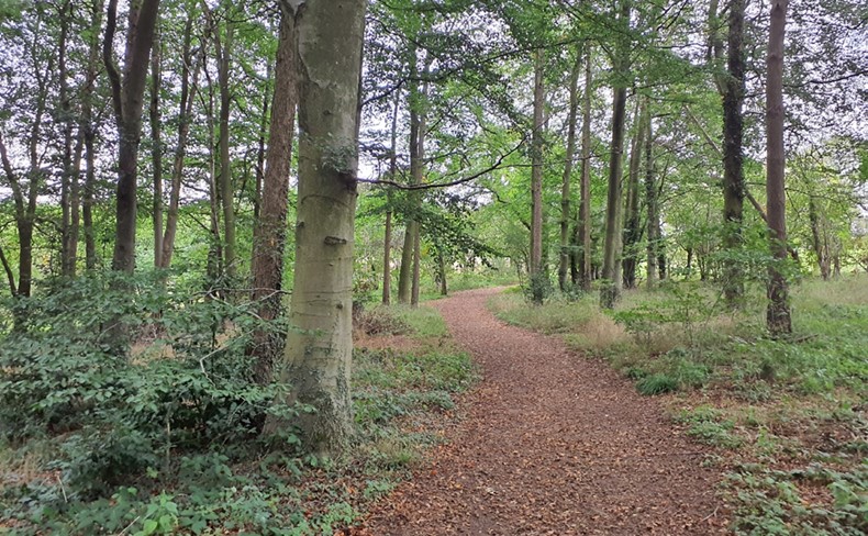 Footpath through Sydlings Copse