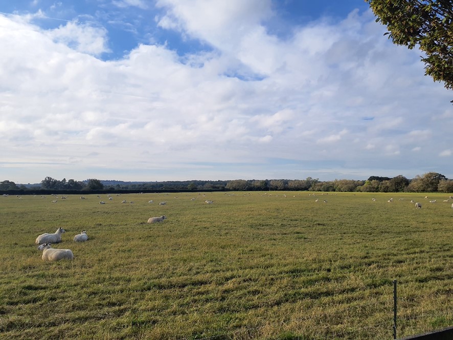 LCA 12F Sheepgrazed pasture backgrounded by wooded hills 