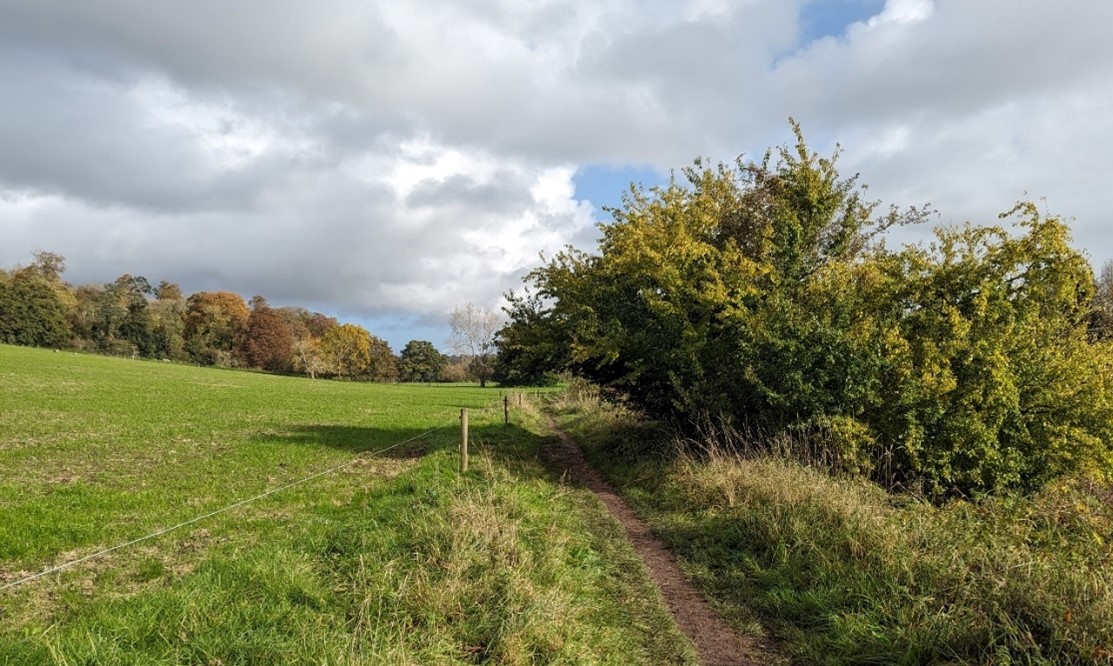 Gently sloping pasture fields and riparian vegetation