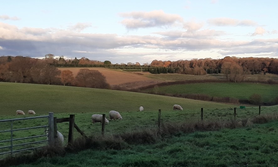 Pasture valley with wooded backdrop, near Maidensgrove