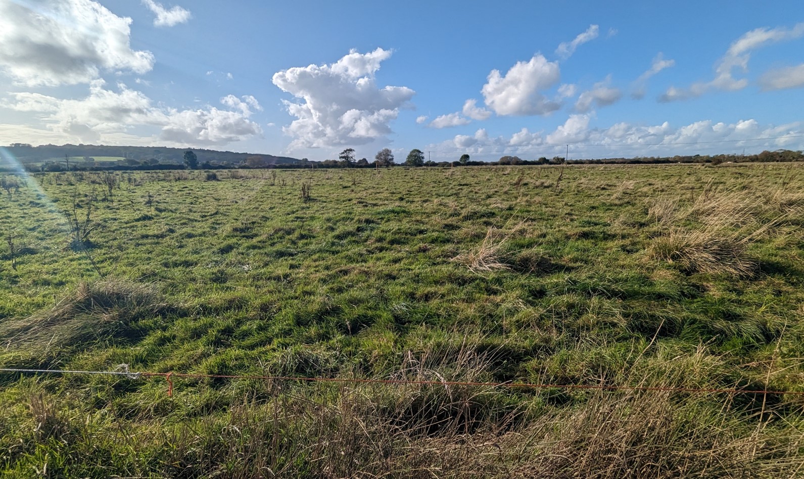 Wytham Woods seen from the Thames Path