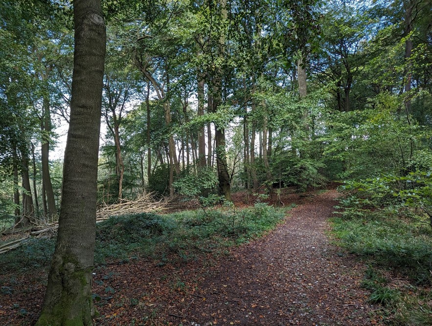 Enclosed character in Aston Rowant SAC woodland